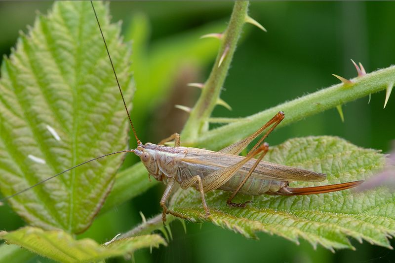 Long-winged Conehead - Conocephalus fuscus f brown form 18-08-24.jpg