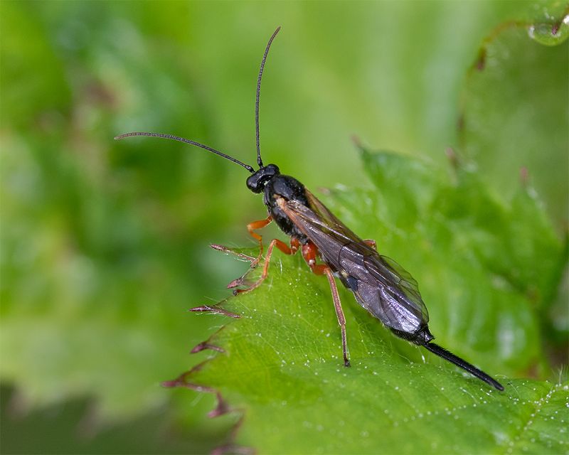 Ichneumon unid 18-08-24.jpg