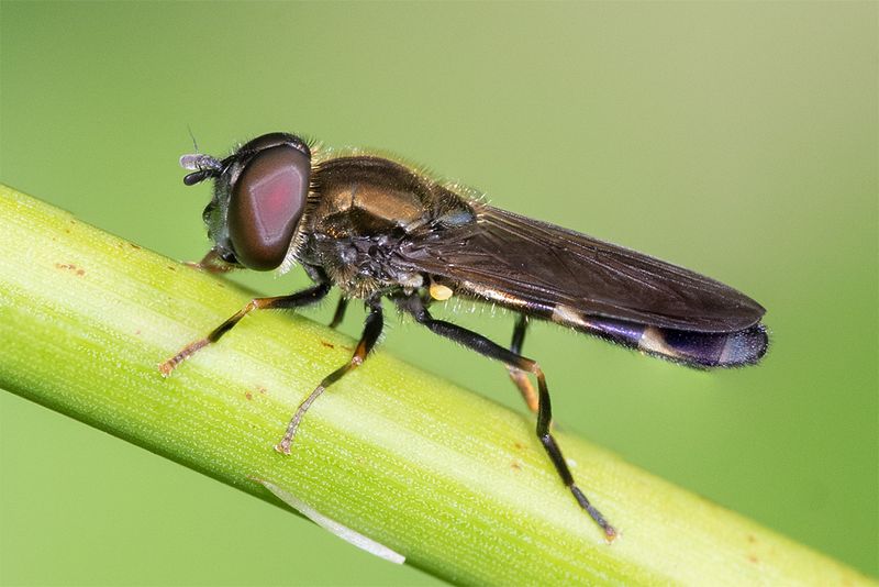Meliscaeva auricollis m 18-08-24.jpg