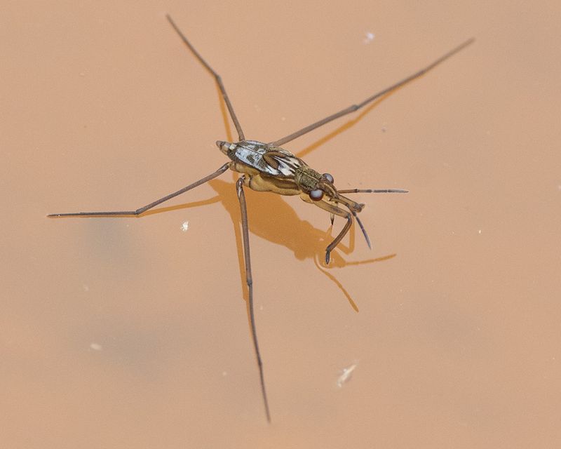 Pond Skater 18-08-24.jpg