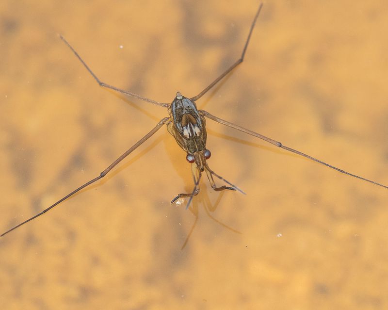 Pond Skater 18-08-24 #2.jpg