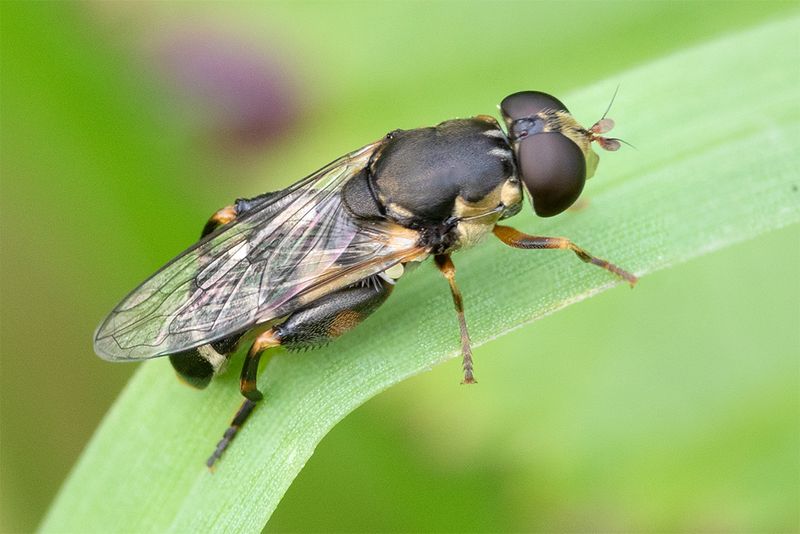 Syritta pipiens f 18-08-24.jpg