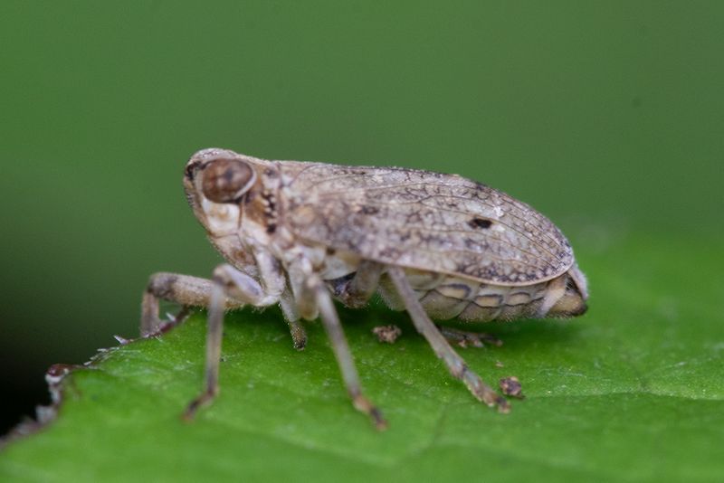 Issus coleoptratus 25-08-24 side.jpg