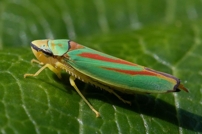 Rhododendron Leafhopper - Graphocephala fennahi 25-08-24.jpg