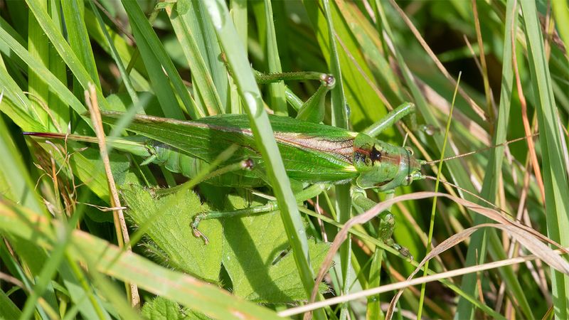 Great Green Bush Cricket - Tettigonia viridissima f 26-08-24 side.jpg