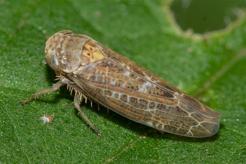 Allygus modestus 27-08-24.jpg