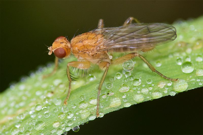 Dung Fly - Norellisoma spinimanum 27-08-24.jpg