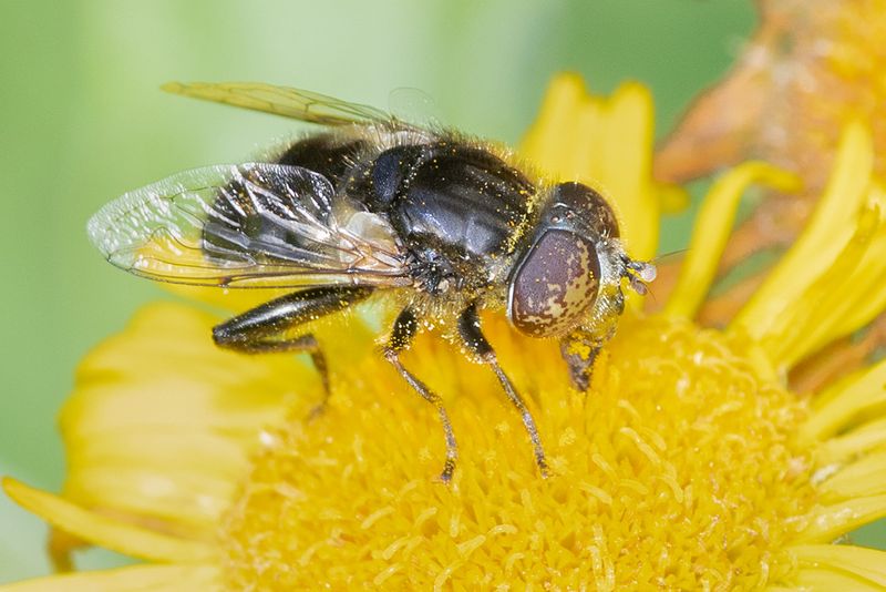 Eristalinus sepulchralis f 27-08-24.jpg