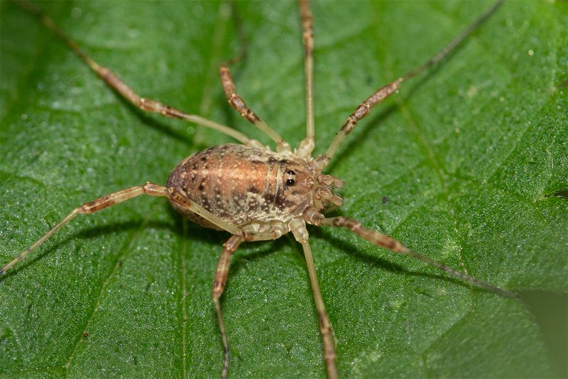 Harvestman - Paroligolophus agrestis 27-08-24.jpg