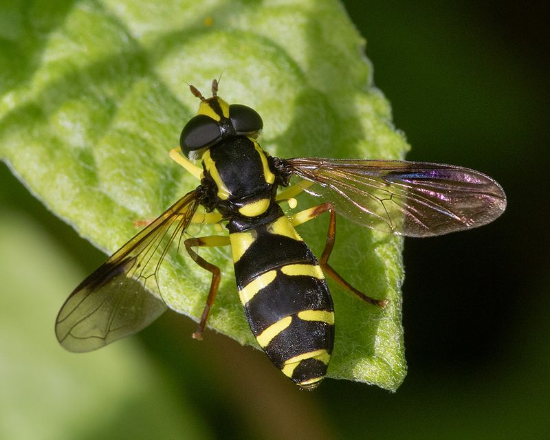 Xanthogramma pedissequum f 27-08.24.jpg