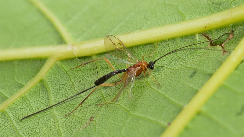 Ichneumon unid from moth trap 27-08-24.jpg
