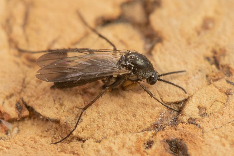 unid poss Gnat from moth trap 27-08-24.jpg