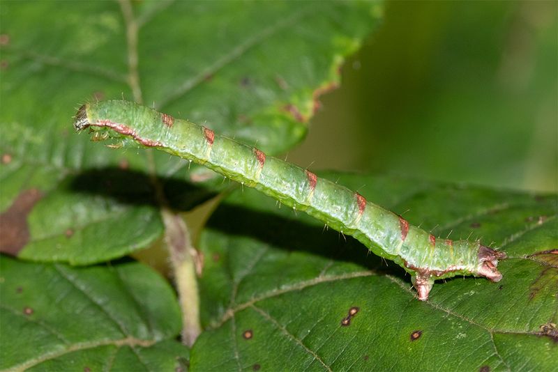 Caterpillar poss Beautiful Carpet 30-08-24.jpg