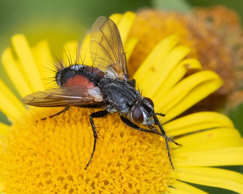 Eriothrix rufomaculata 27-07-24.jpg