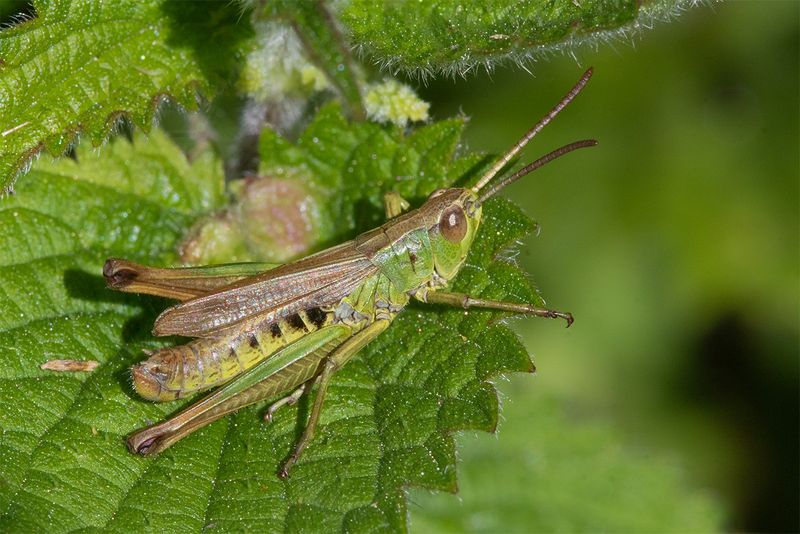 Meadow Grasshopper - Chorthippus parallelus m 29-08-24.jpg