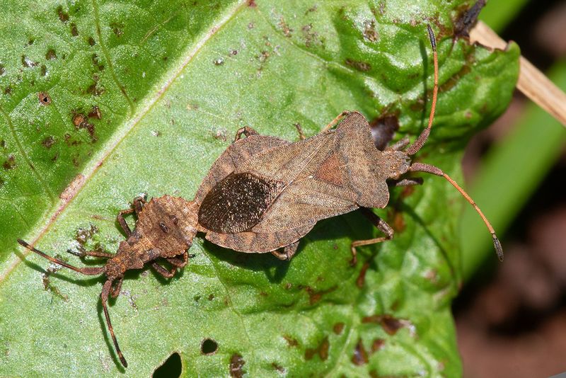 Dock Bug - Coreus marginatus & nymph 29-08-24.jpg