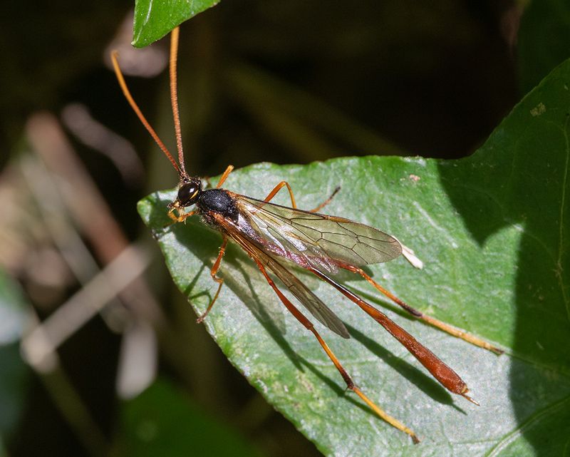 Ichneumon Wasp 29-08-24.jpg