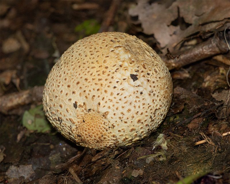 Common Earthball - Scleroderma citrinum 30-08-24.jpg