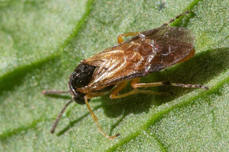 Sawfly - Athalia circularis 30-08-24.jpg