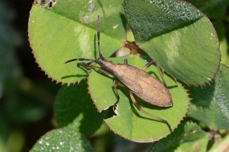 Dicranocephalus sp nymph 30-08-24.jpg