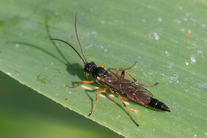 Ichneumon Wasp 27-08-24.jpg