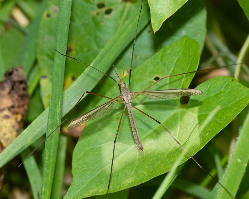 Cranefly - Tipula paludosa m 27-08-24.jpg