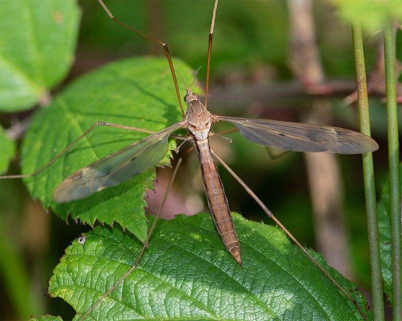 Cranefly - Tipula (Acutipula) fulvipennis f 04-09-24.jpg