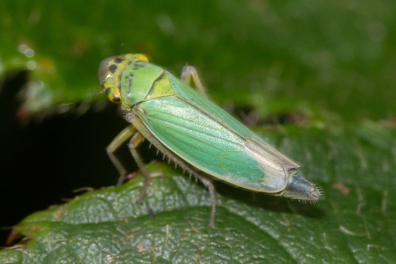 Leafhopper - Cicadella viridis 04-09-24.jpg