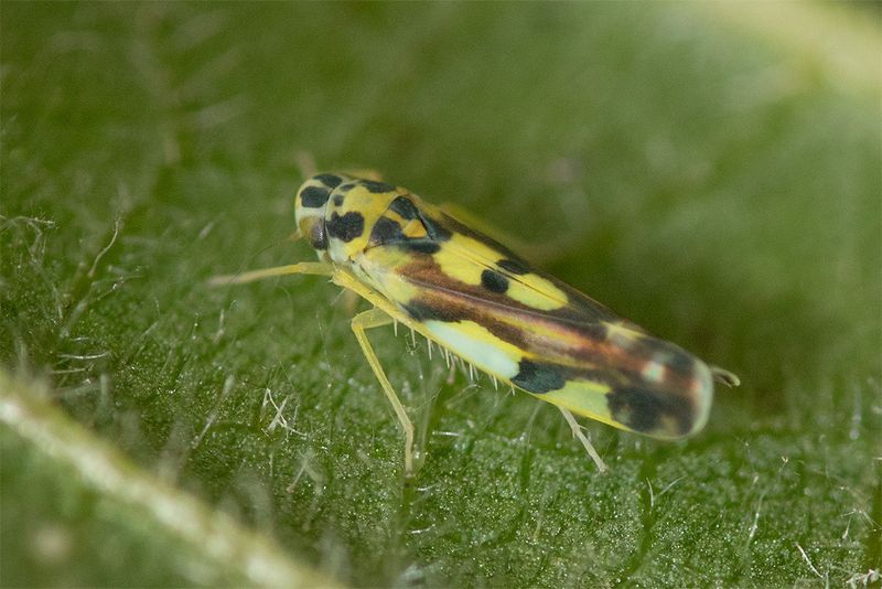 Potato Leafhopper - Eupteryx aurata 04-09-24.jpg