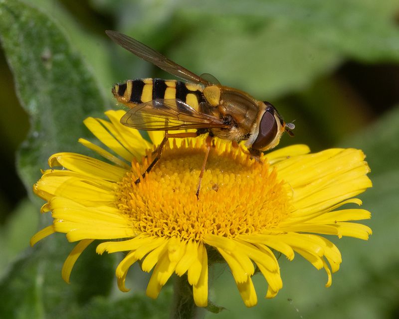 Syrphus ribesii f 04-09-24.jpg
