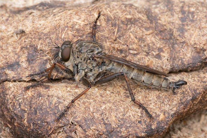Kite-tailed Robberfly - Machimus atricapillus m 04-09-24.jpg