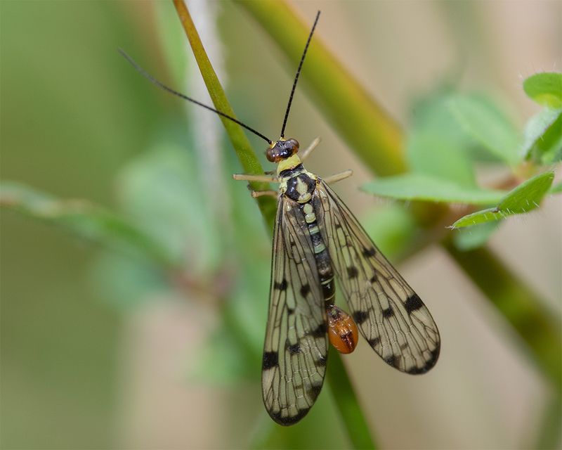 Scorpion Fly - Panorpa germanica m 04-09-24.jpg