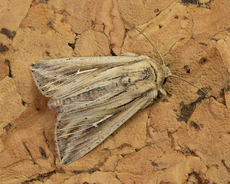 L-album Wainscot - Mythimna l-album 06-09-24.jpg