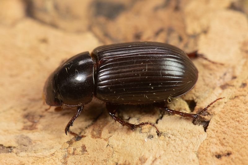 Aphodius rufipes poss - moth trap 06-09-24.jpg