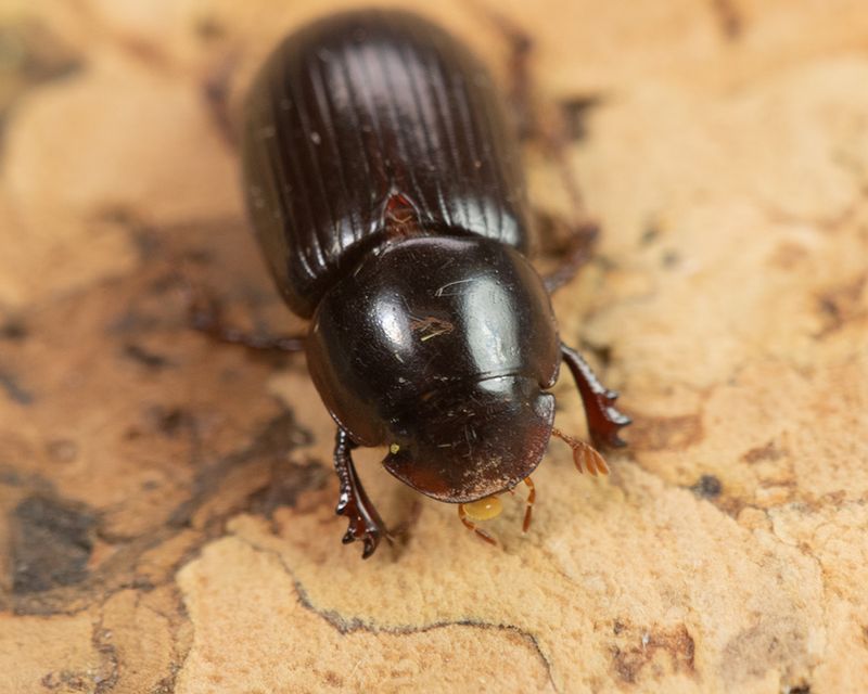 Aphodius rufipes poss - moth trap 06-09-24 front.jpg