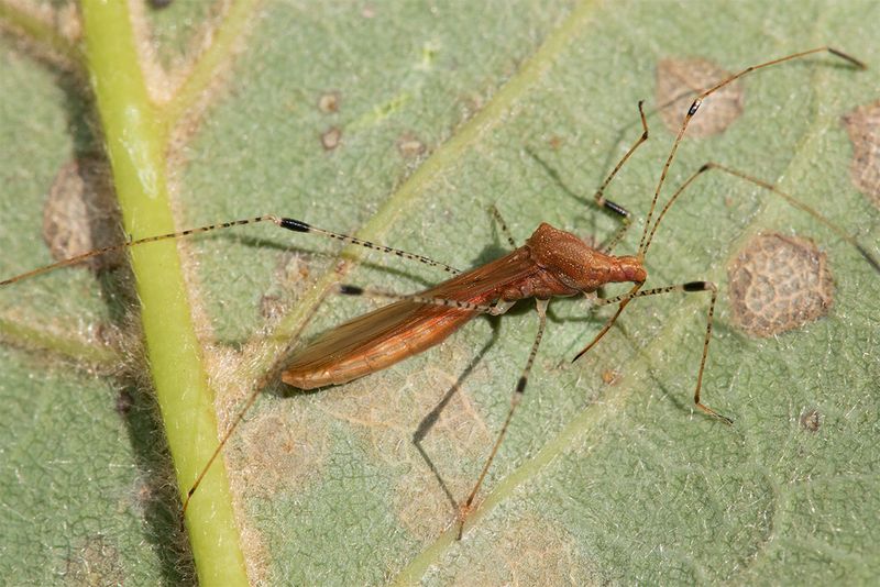 Stiltbug - Metatropis rufescens 09-09-24.jpg