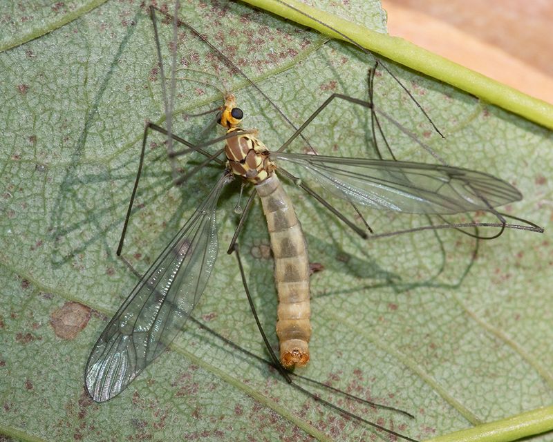 Nephrotoma flavipalpis cranefly - very pale 09-09-24.jpg