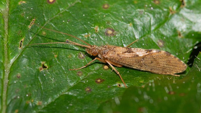 Caddis Fly poss Rhyacophila sp 09-09-24.jpg