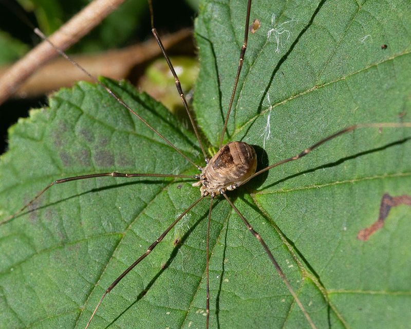 Harvestman - Leiobunum blackwalli 11-09-24.jpg