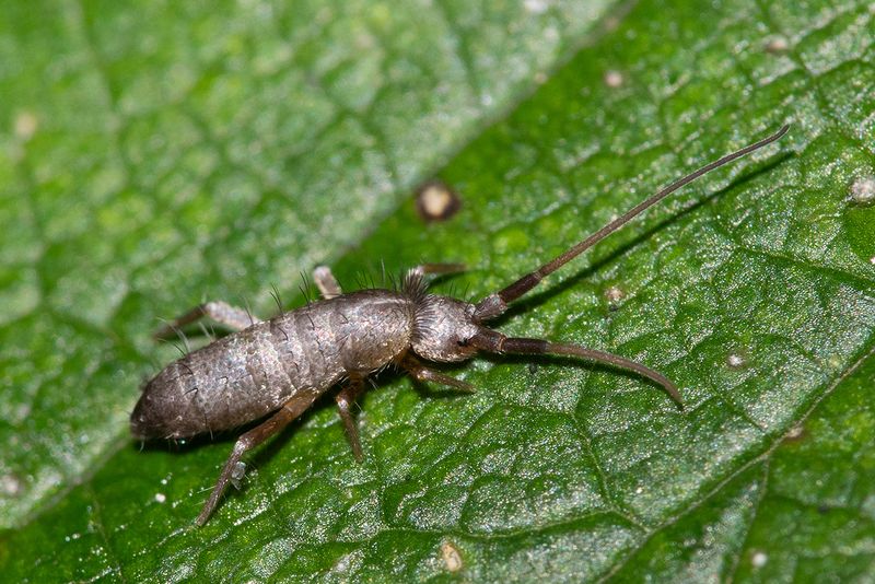 Springtail poss Pogonognathellus longicornis 11-09-24.jpg