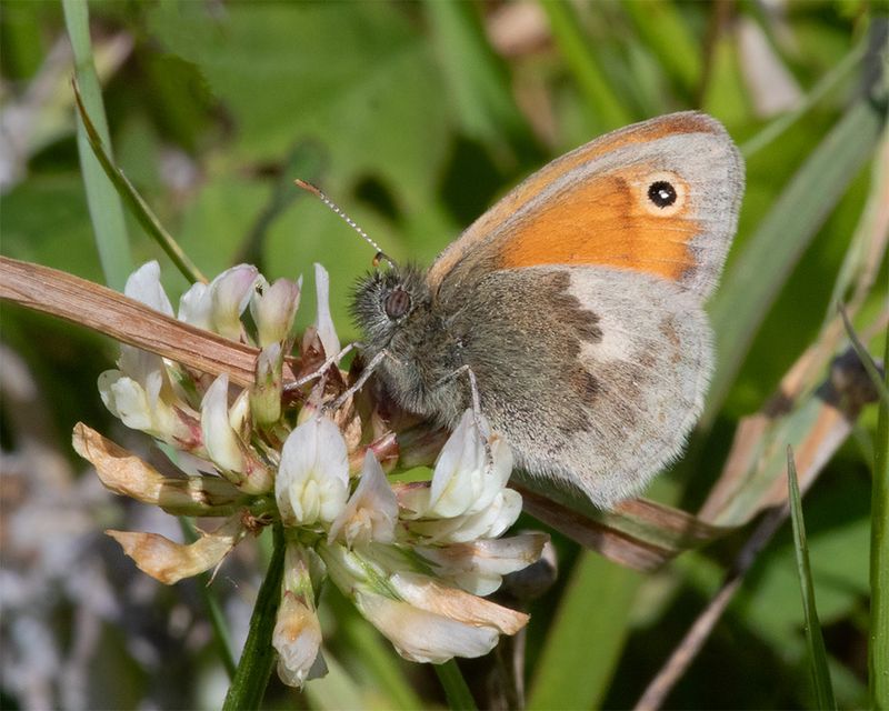 Small Heath - Coenonympha pamphilus 13-09-24.jpg