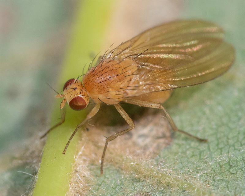 Minettia plumicornis 09-09-24.jpg