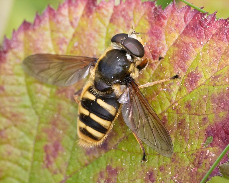 Sericomyia silentis m 15-09-24.jpg