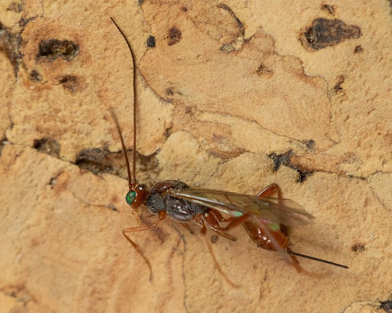 Ichneumon Wasp 17-09-24.jpg