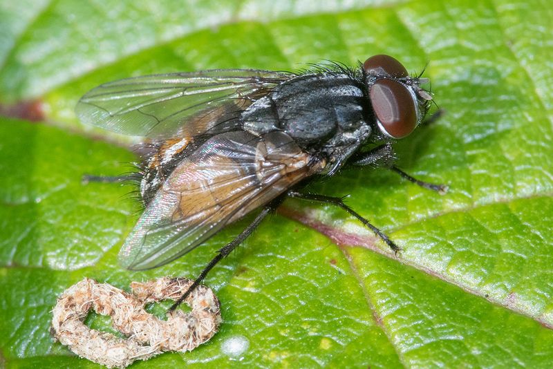 Graphomya maculata 15-09-24.jpg