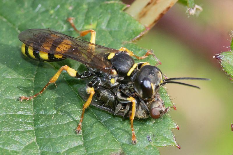 Field Digger Wasp - Mellinus arvensis 15-09-24.jpg
