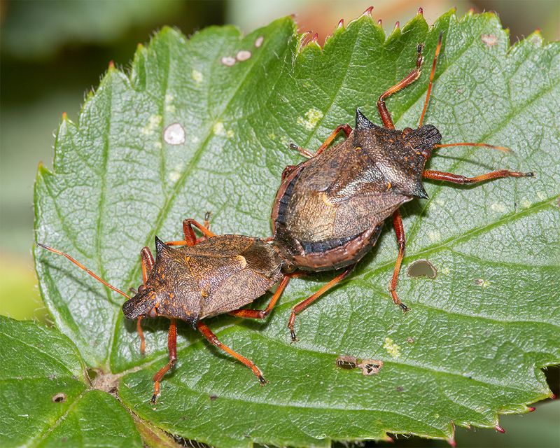 Spiked Shieldbug - Picromerus bidens 15-09-24.jpg