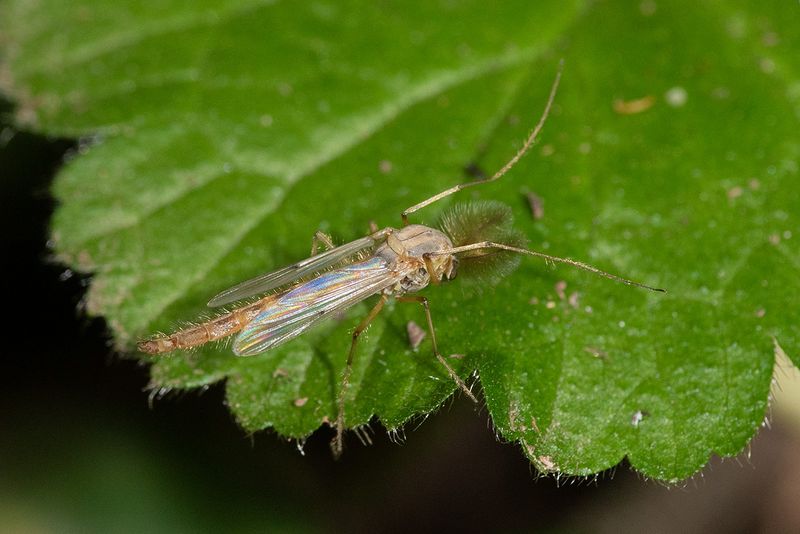 Midge - Chironomus plumosus m 21-09-24.jpg