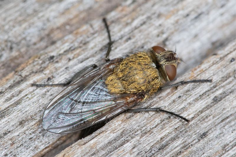 Pollenia rudis 21-09-24.jpg