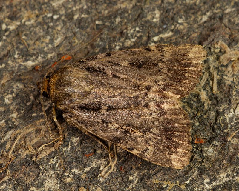 Copper Underwing agg 24-09-24.jpg